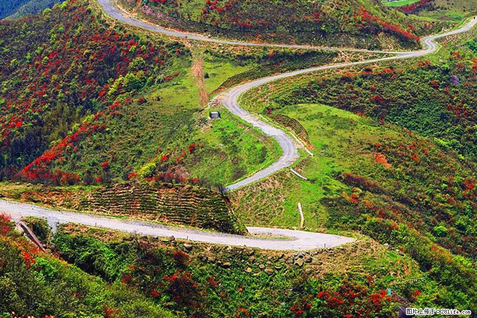 【春天，广西桂林灌阳县向您发出邀请！】春木界上映山红 - 游山玩水 - 巴音郭楞生活社区 - 巴音郭楞28生活网 bygl.28life.com
