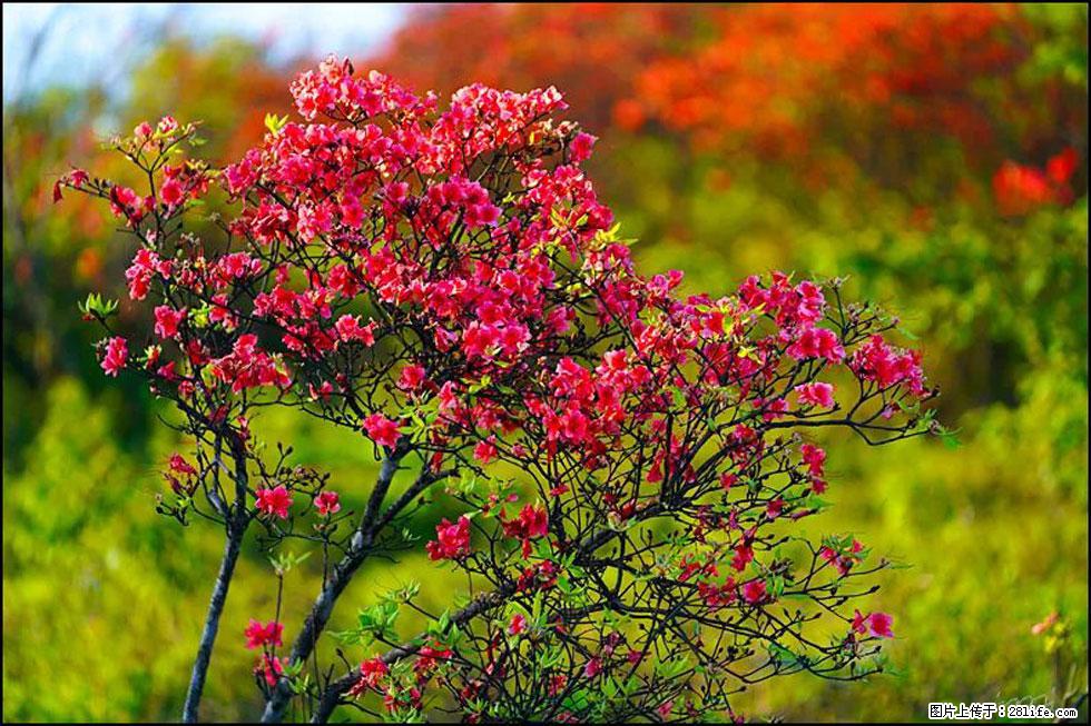 【春天，广西桂林灌阳县向您发出邀请！】春木界上映山红 - 游山玩水 - 巴音郭楞生活社区 - 巴音郭楞28生活网 bygl.28life.com