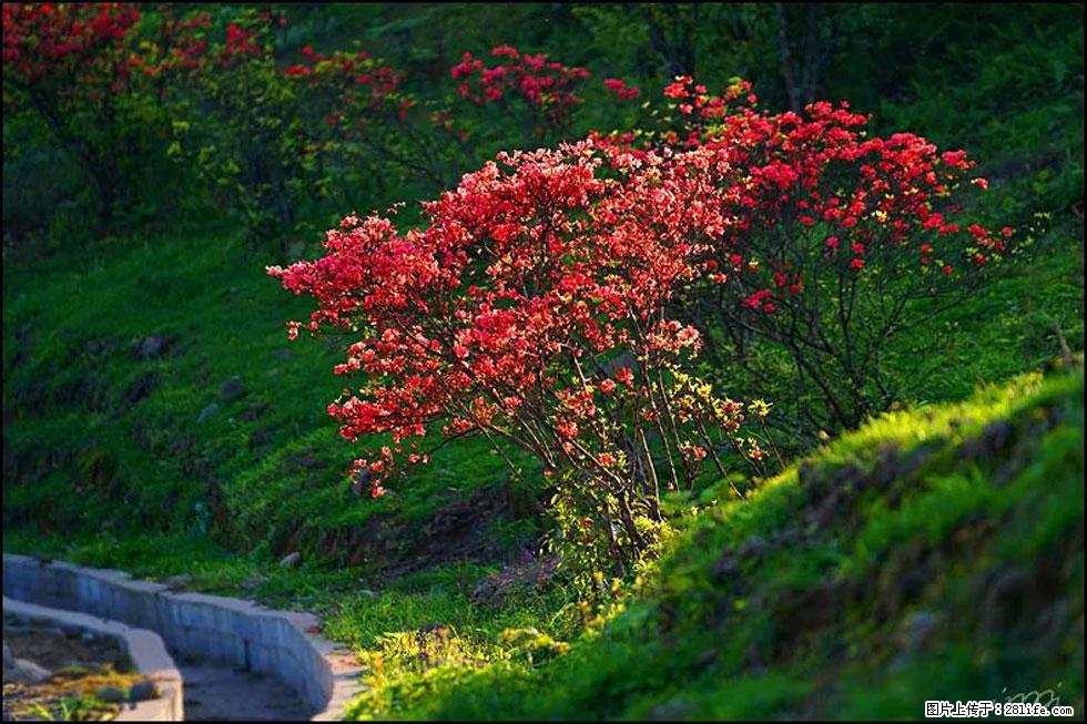 【春天，广西桂林灌阳县向您发出邀请！】春木界上映山红 - 游山玩水 - 巴音郭楞生活社区 - 巴音郭楞28生活网 bygl.28life.com