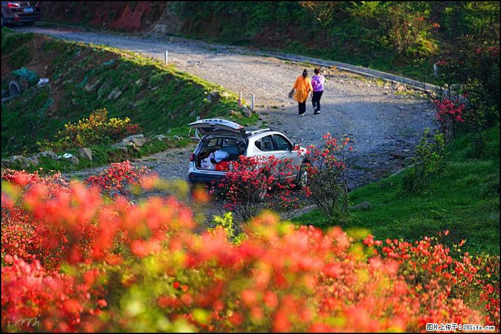 【春天，广西桂林灌阳县向您发出邀请！】春木界上映山红 - 游山玩水 - 巴音郭楞生活社区 - 巴音郭楞28生活网 bygl.28life.com