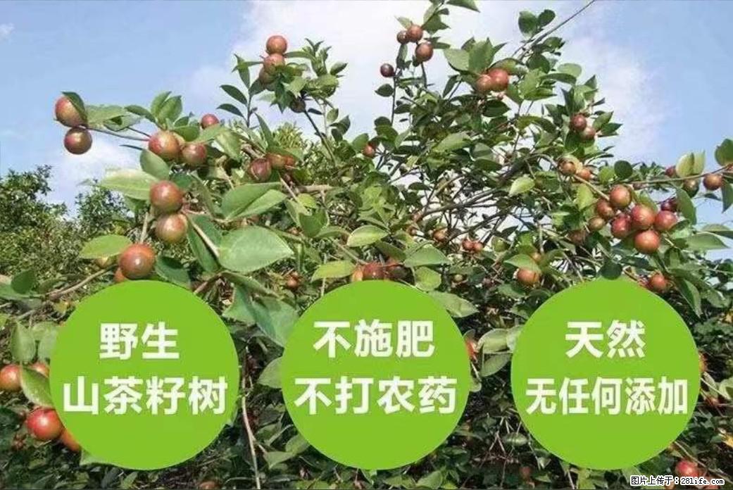 【灌阳县油茶产业示范区】一个有着充实的精神生活的人，对待身外之物自会有一种淡泊的态度 - 土特产 - 饮食特产 - 巴音郭楞分类信息 - 巴音郭楞28生活网 bygl.28life.com