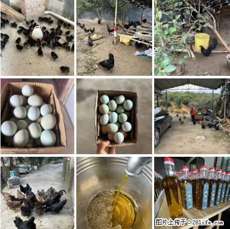 油茶园从小鸡仔开始养起的纯土鸡、土鸡蛋可以预定啦!还有前几天刚榨的纯山茶油哦 - 美食天地 - 巴音郭楞生活社区 - 巴音郭楞28生活网 bygl.28life.com