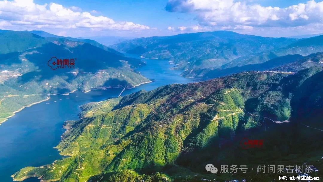 时间果百年古树龙珠普洱生茶 - 购物交流 - 巴音郭楞生活社区 - 巴音郭楞28生活网 bygl.28life.com