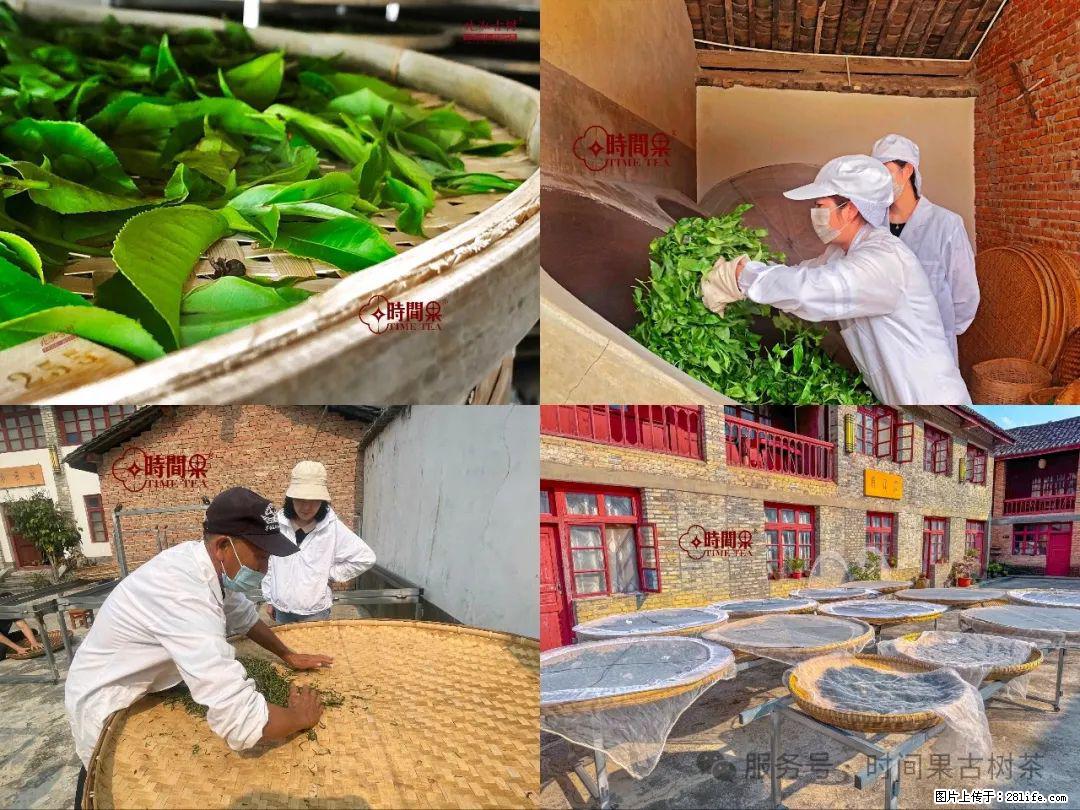 时间果百年古树龙珠普洱生茶 - 购物交流 - 巴音郭楞生活社区 - 巴音郭楞28生活网 bygl.28life.com