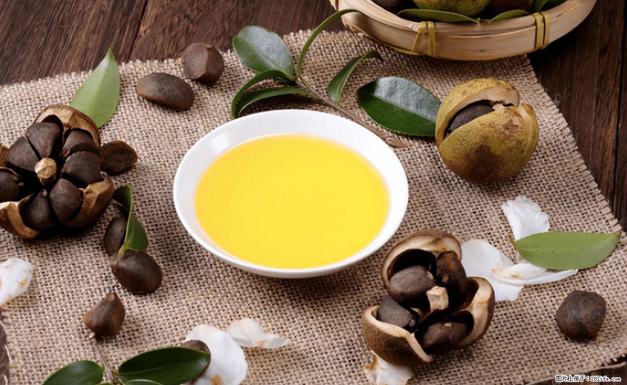 揭秘茶油的5大核心营养成分!被称为人体健康的“守护盾”! - 巴音郭楞生活资讯 - 巴音郭楞28生活网 bygl.28life.com