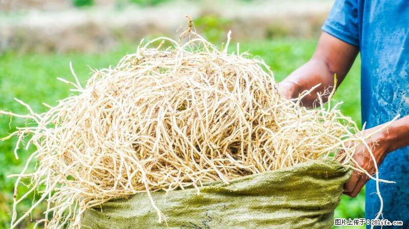 堪称“最难吃”的蔬菜,却是 “抗辐射神器”,还能护肺、清热、止咳化痰! - 巴音郭楞生活资讯 - 巴音郭楞28生活网 bygl.28life.com