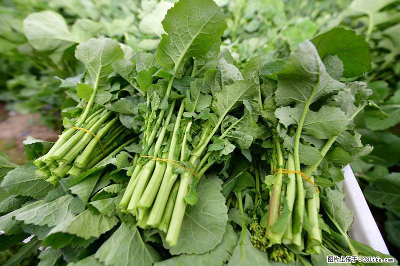 这些蔬菜是“天然钙片”，这6种被医生重点推荐 - 巴音郭楞生活资讯 - 巴音郭楞28生活网 bygl.28life.com